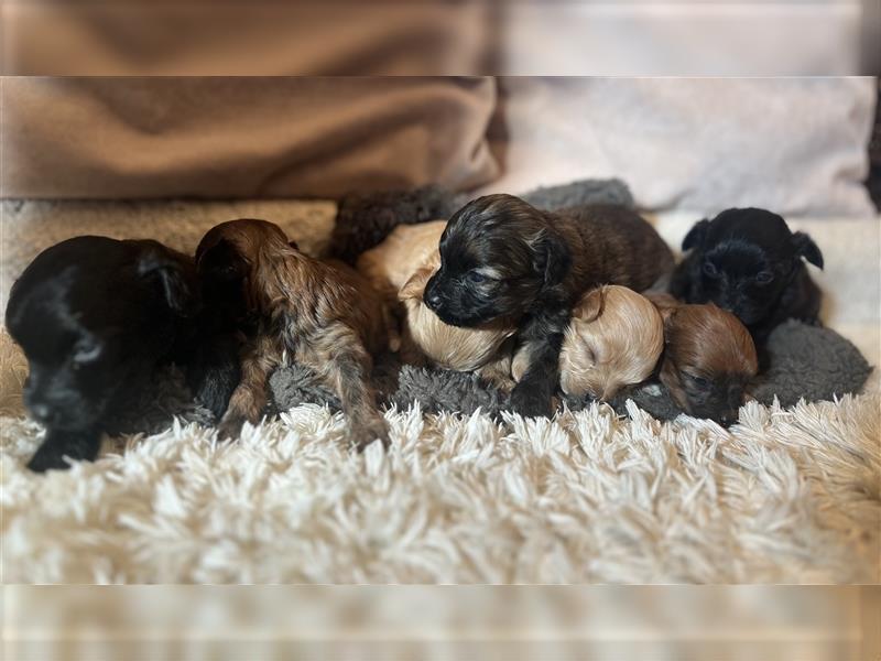 Wunderschöne Maltipoo Welpen suchen liebevolle Familie