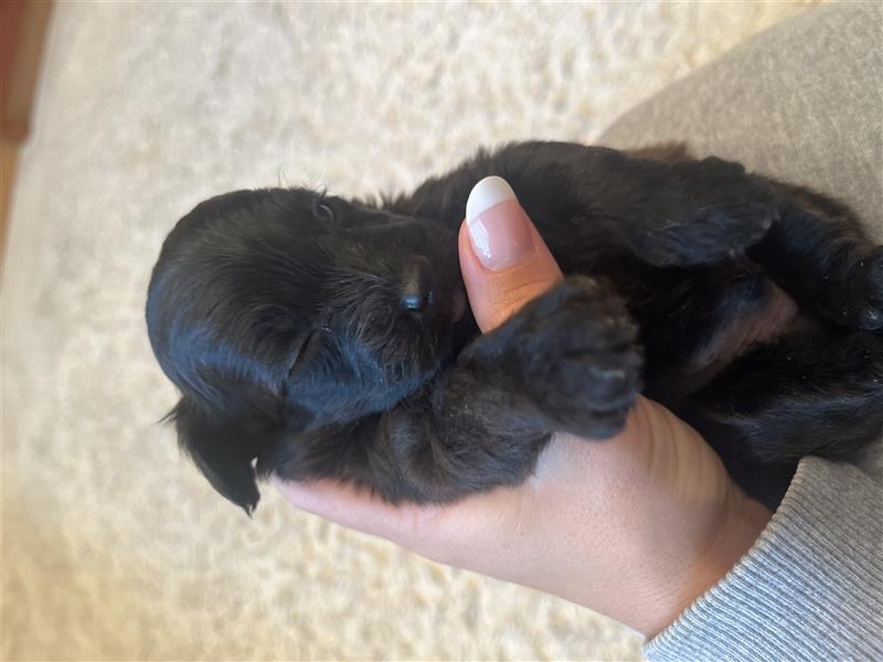 Wunderschöne Maltipoo Welpen suchen liebevolle Familie