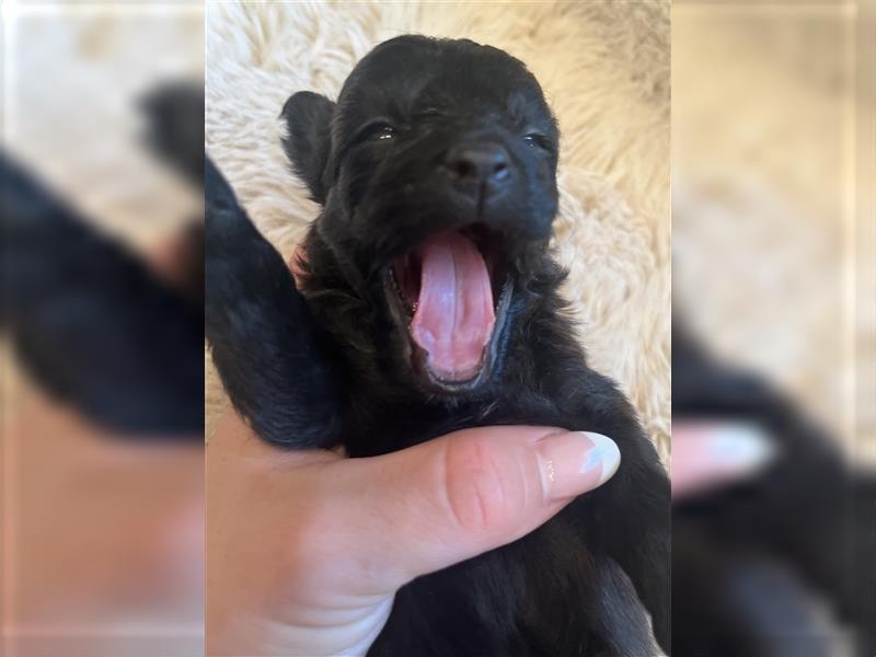 Wunderschöne Maltipoo Welpen suchen liebevolle Familie