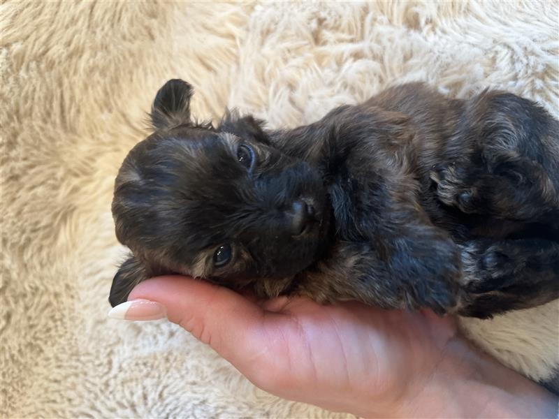 Wunderschöne Maltipoo Welpen suchen liebevolle Familie