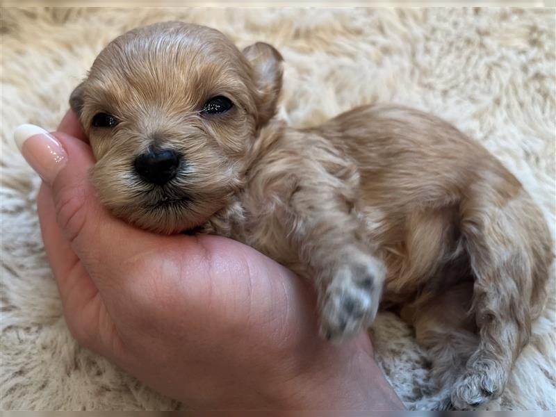 Wunderschöne Maltipoo Welpen suchen liebevolle Familie