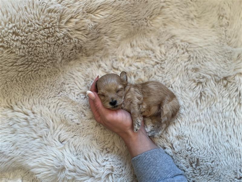 Wunderschöne Maltipoo Welpen suchen liebevolle Familie