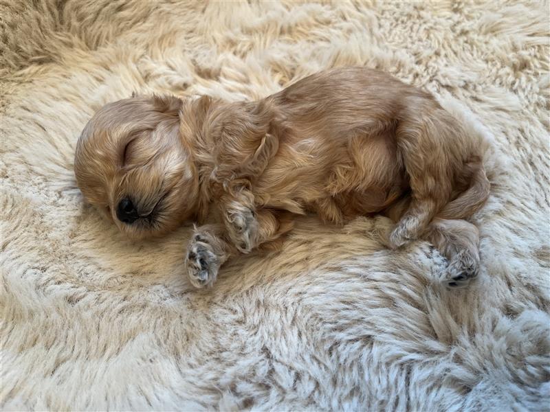 Wunderschöne Maltipoo Welpen suchen liebevolle Familie