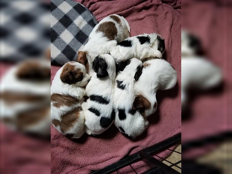 Süße Maltipoo tricolor Welpen suchen neues Zuhause