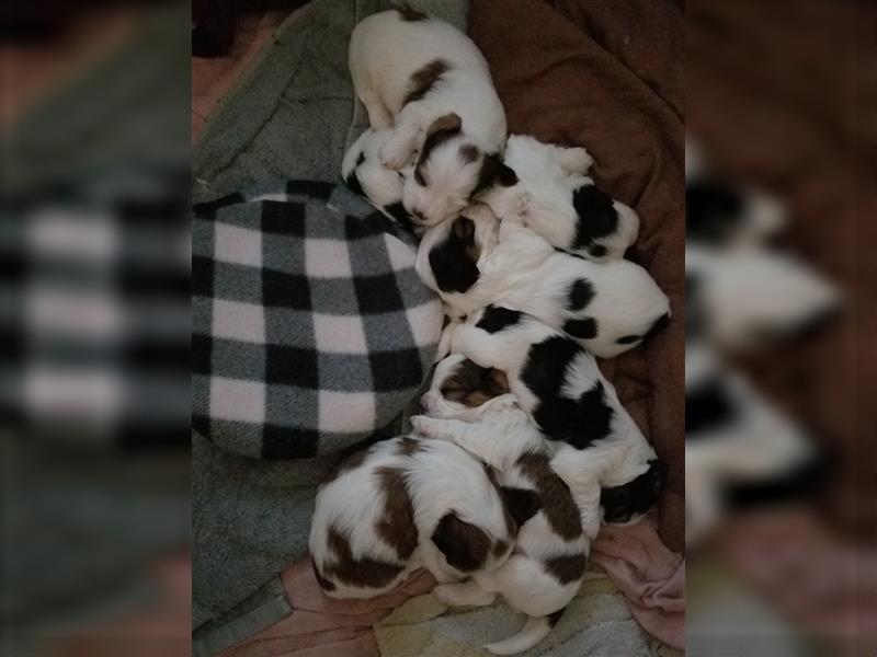 Süße Maltipoo tricolor Welpen suchen neues Zuhause