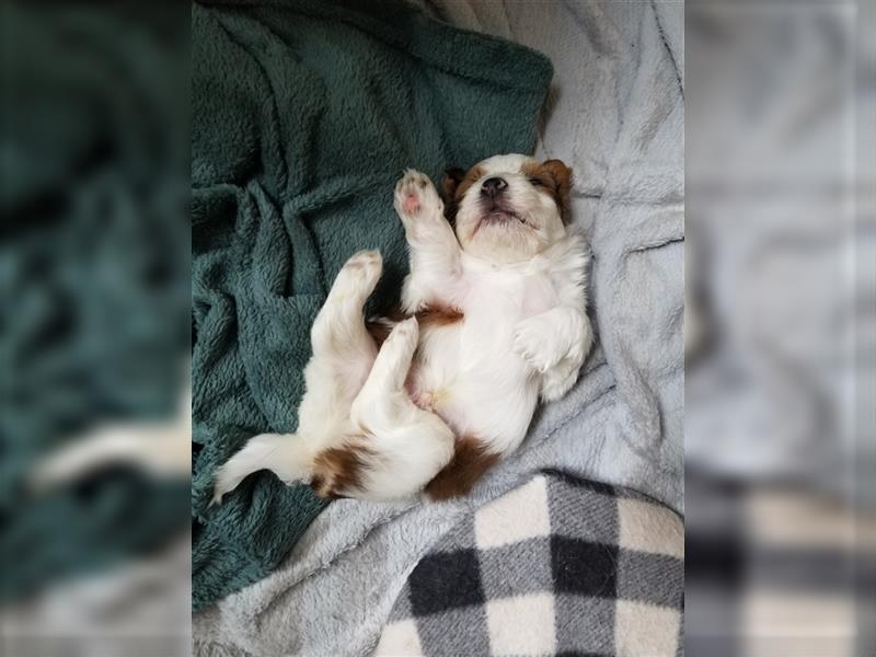 Süße Maltipoo tricolor Welpen suchen neues Zuhause