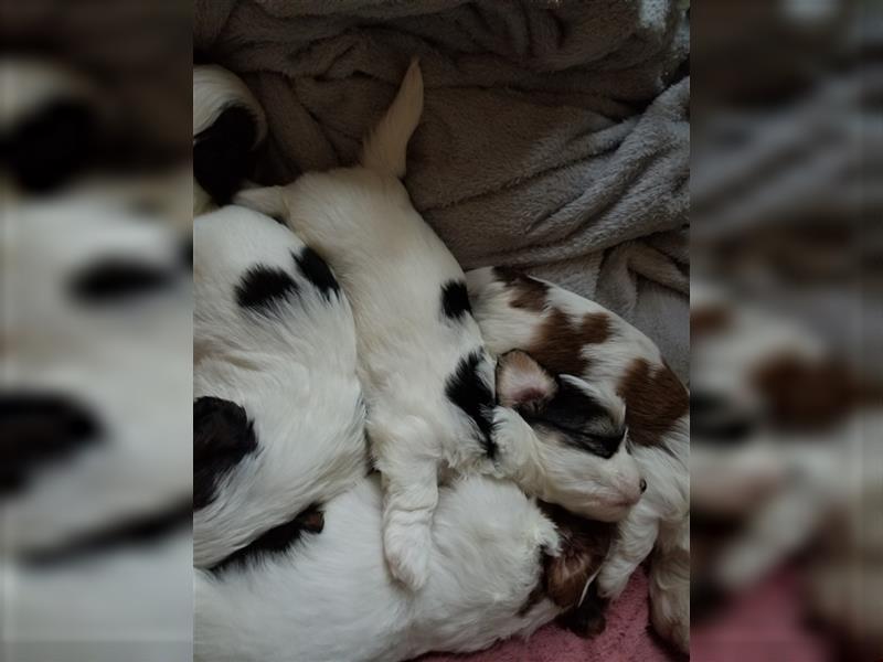 Süße Maltipoo tricolor Welpen suchen neues Zuhause