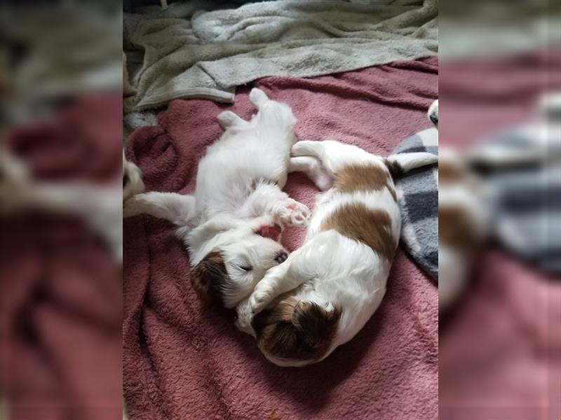 Süße Maltipoo tricolor Welpen suchen neues Zuhause