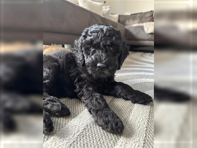 Maltipoo Welpen Malteser/Pudel welpen