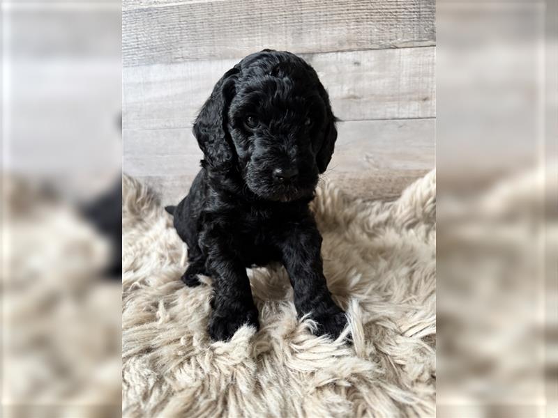 Maltipoo Welpen Malteser/Pudel welpen