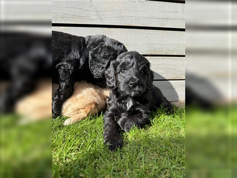 Maltipoo Welpen Malteser/Pudel welpen