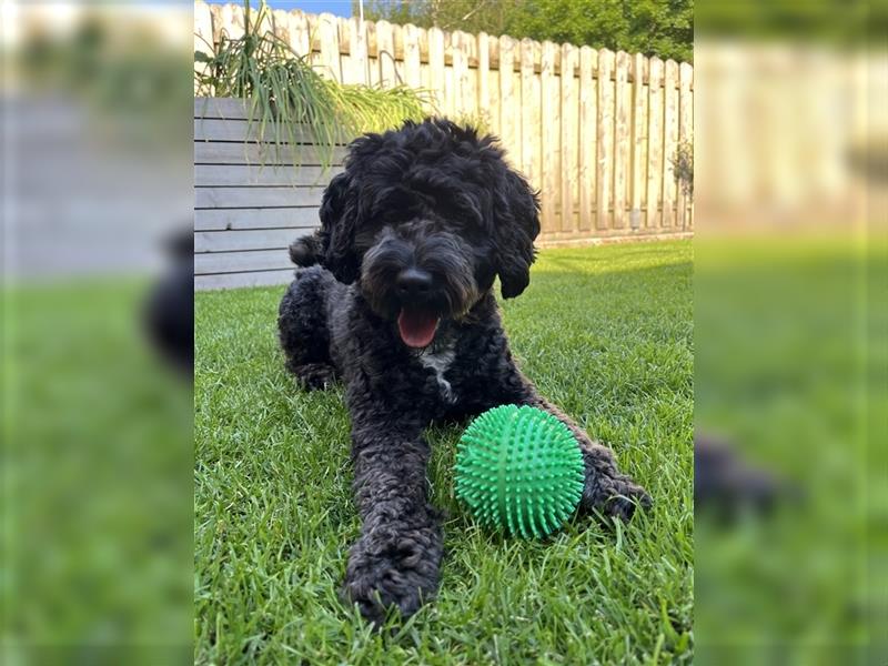 Maltipoo Welpen Malteser/Pudel welpen