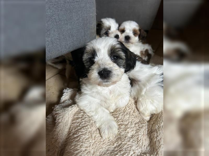 Süße Maltipoo tricolor Welpen suchen neues Zuhause