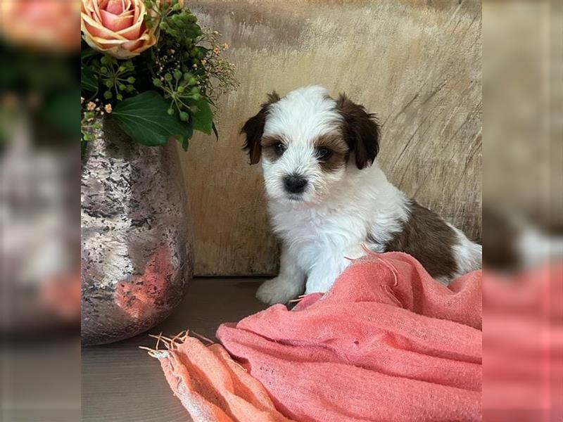 Süße Maltipoo tricolor Welpen suchen neues Zuhause