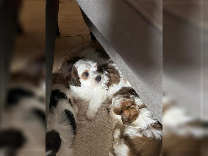 Süße Maltipoo tricolor Welpen suchen neues Zuhause