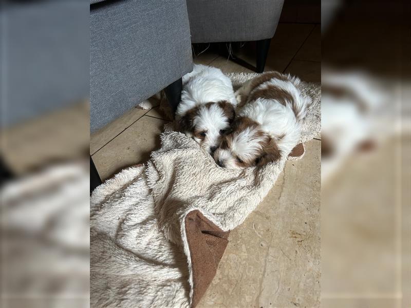 Süße Maltipoo tricolor Welpen suchen neues Zuhause