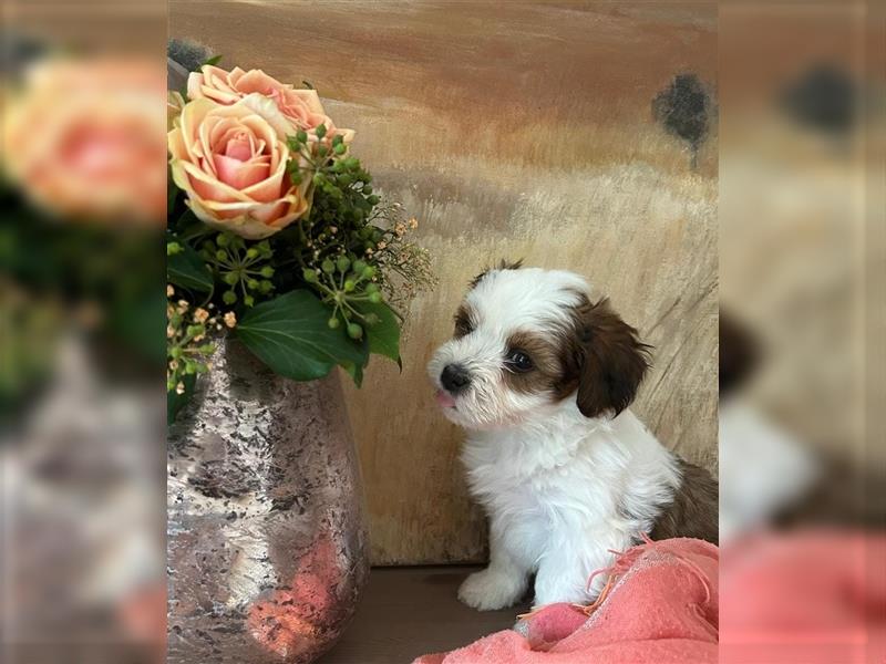 Süße Maltipoo tricolor Welpen suchen neues Zuhause