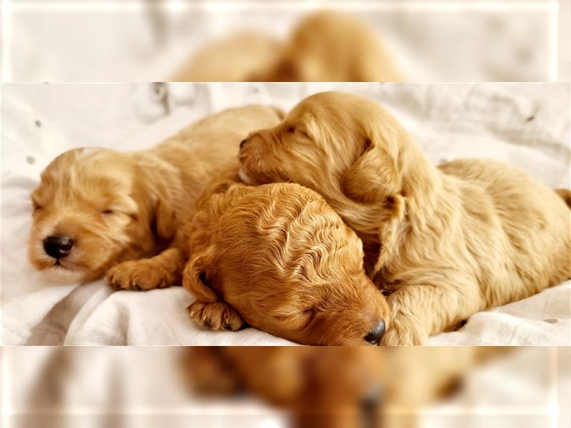 Maltipoo in apricot