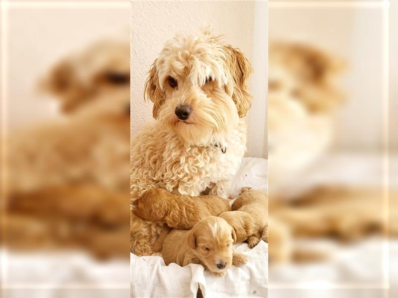 Maltipoo in apricot