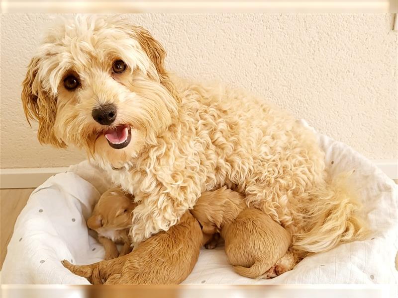 Maltipoo in apricot