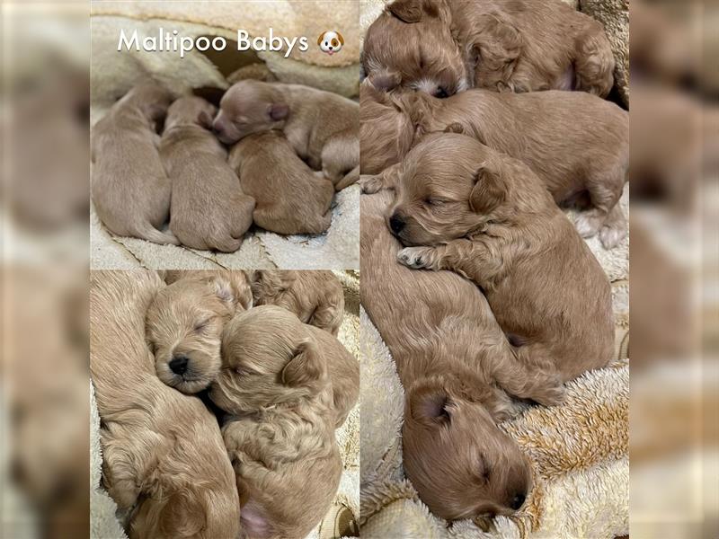 Maltipoo Welpen ( Weibchen & Rüden ) zu vermitteln