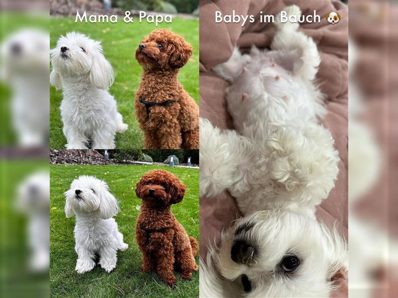 Maltipoo Welpen ( Weibchen & Rüden ) zu vermitteln