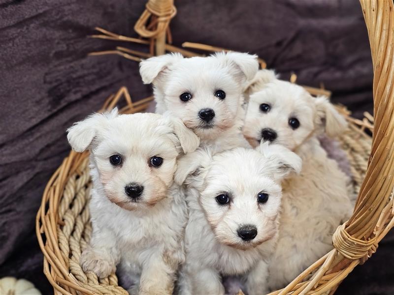 Maltipoo Welpen Hündin