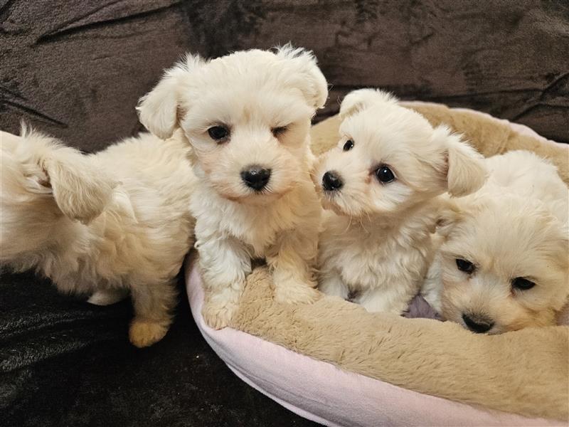 Maltipoo Welpen Hündin