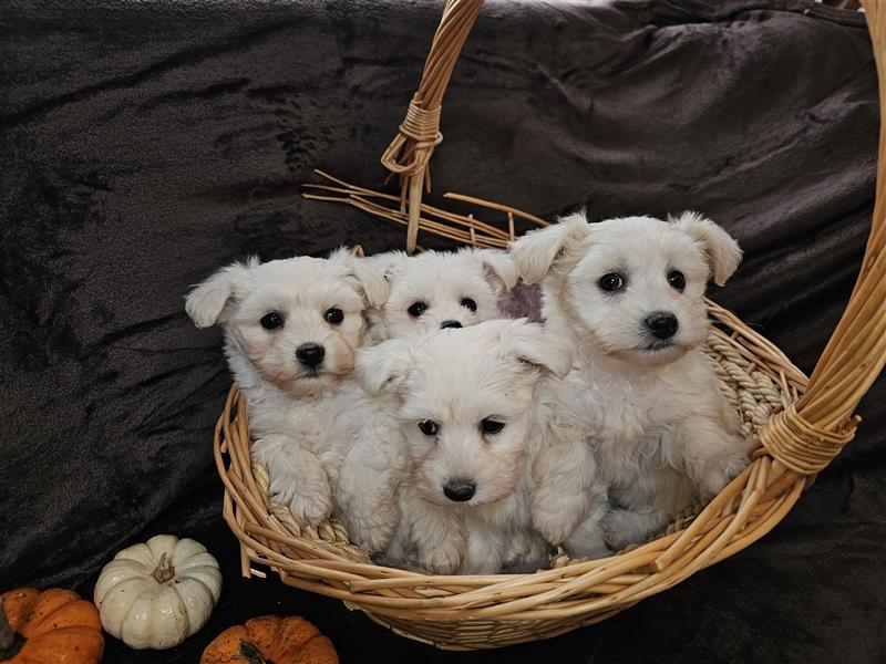 Maltipoo Welpen Hündin