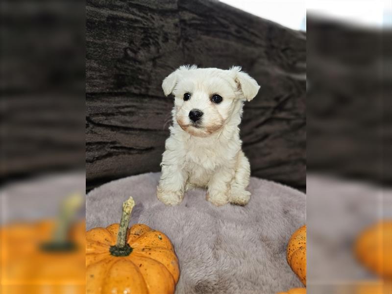 Maltipoo Welpen Hündin