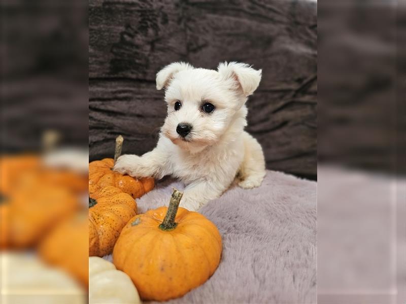 Maltipoo Welpen Hündin