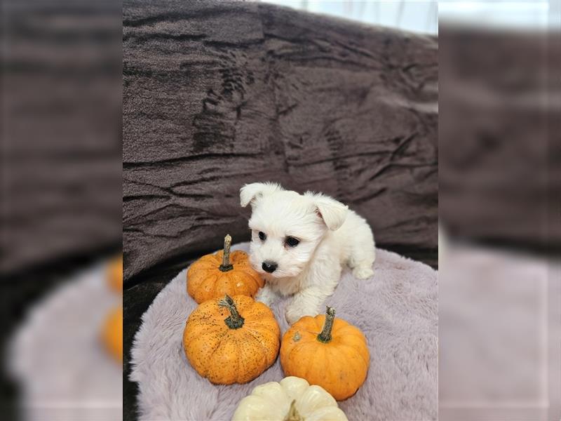 Maltipoo Welpen Hündin