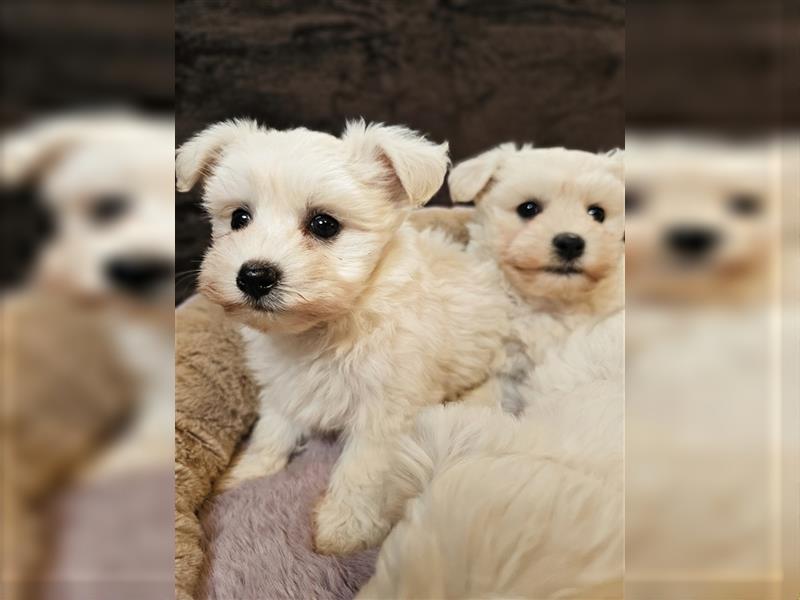 Maltipoo Welpen Hündin