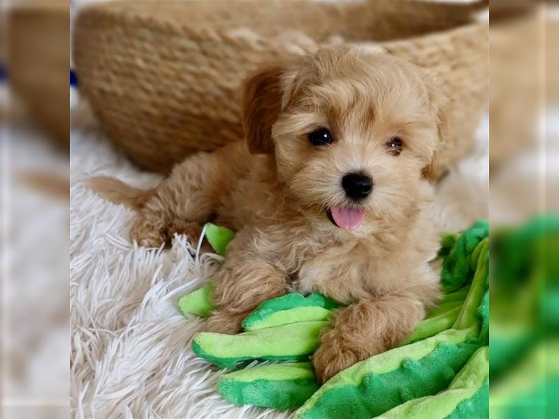 Maltipoo Teddybär Look - Pudel - Malteser