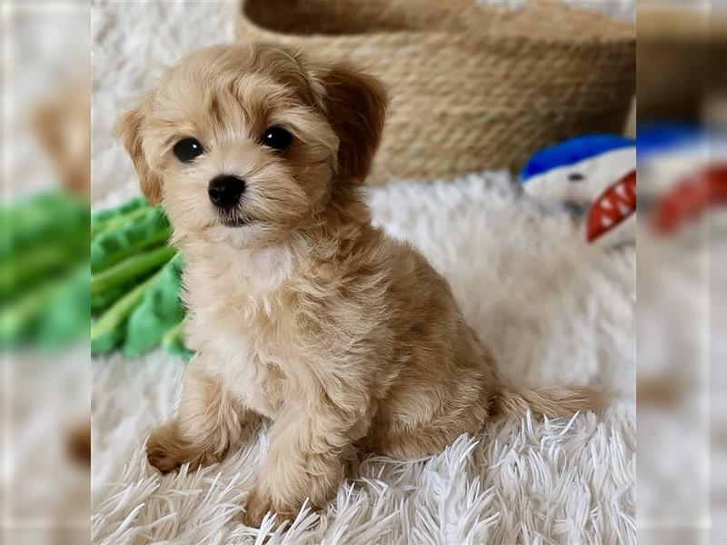 Maltipoo Teddybär Look - Pudel - Malteser