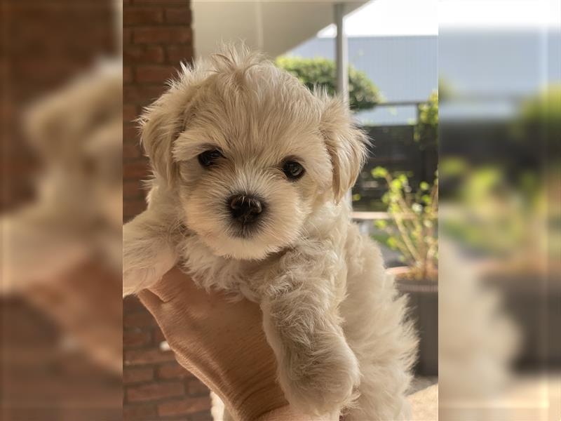 Maltipoo welpen