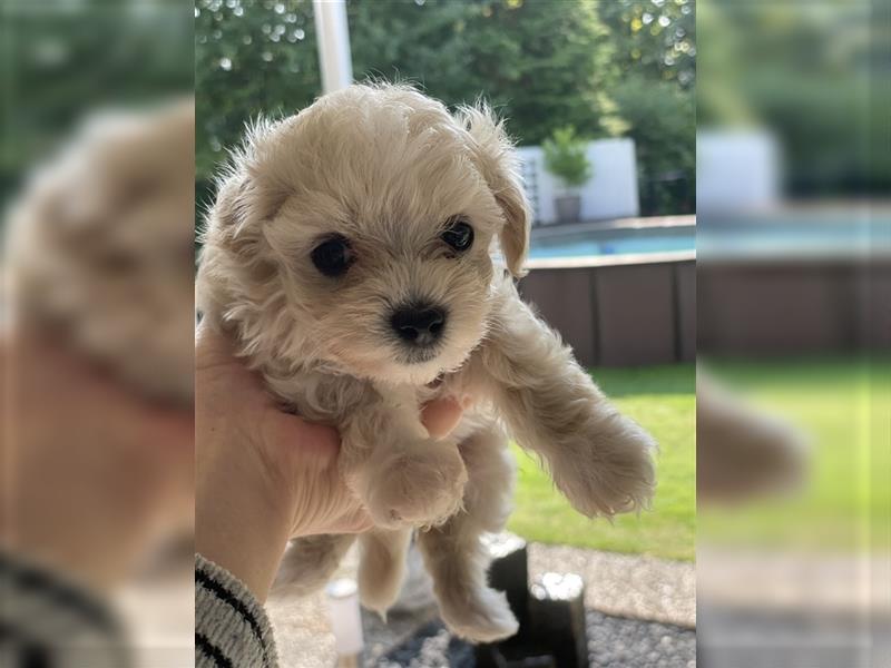 Maltipoo welpen