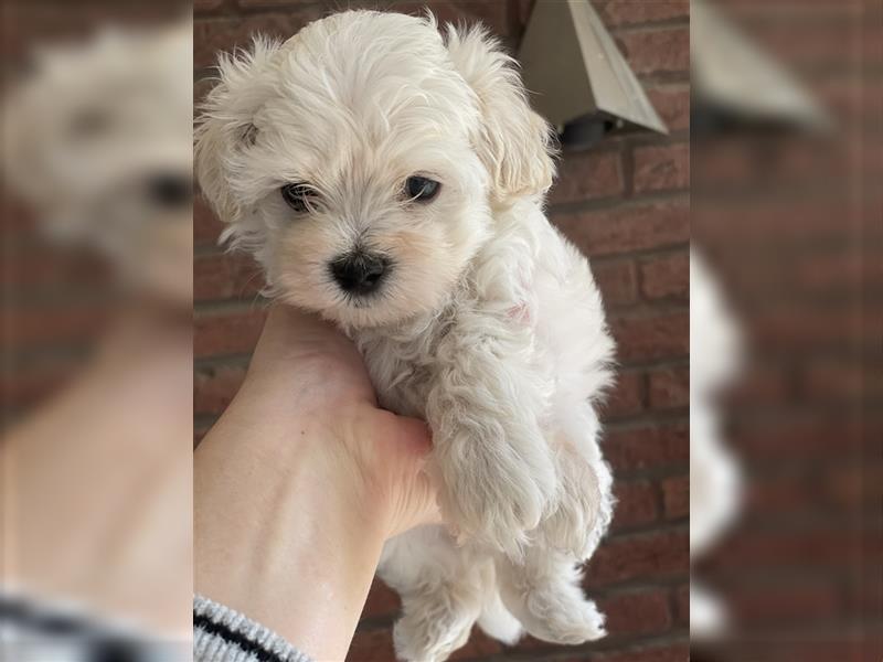 Maltipoo welpen