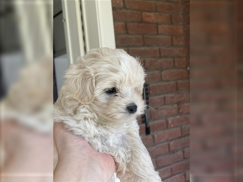 Maltipoo welpen