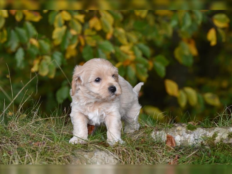 Verzaubernde Maltipoo Welpen F1