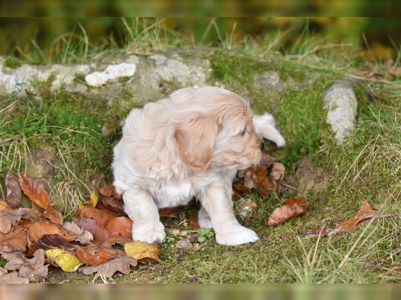 Verzaubernde Maltipoo Welpen F1