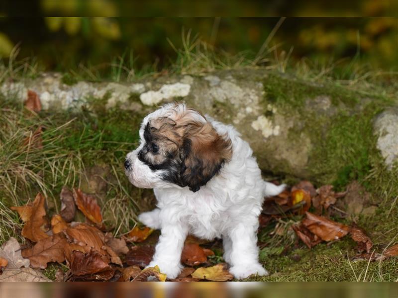 Verzaubernde Maltipoo Welpen F1