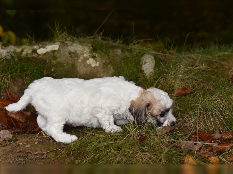 Verzaubernde Maltipoo Welpen F1