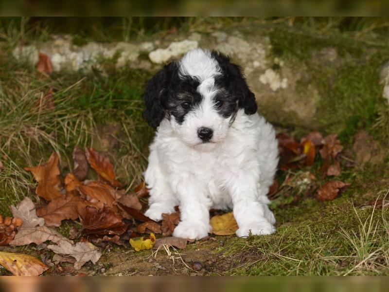 Verzaubernde Maltipoo Welpen F1