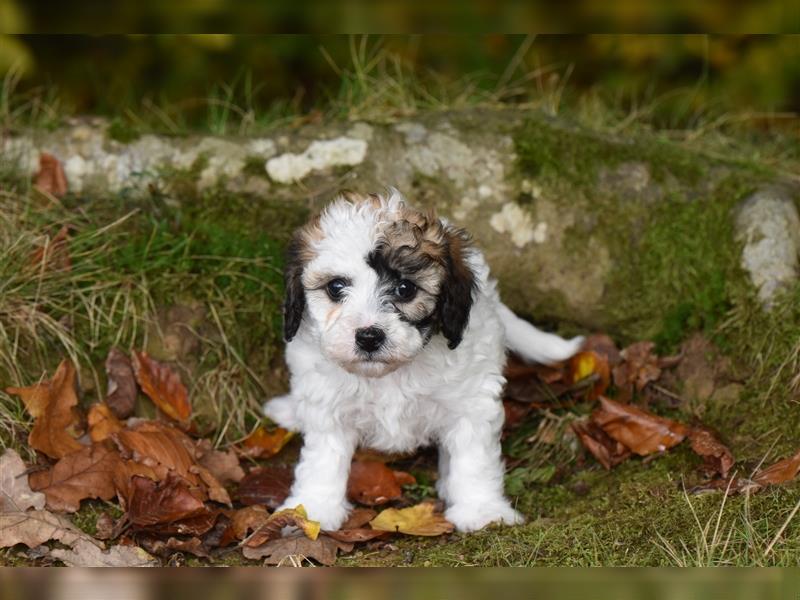 Verzaubernde Maltipoo Welpen F1