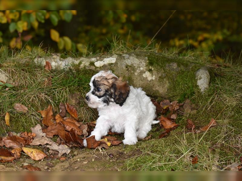 Verzaubernde Maltipoo Welpen F1