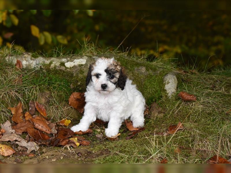 Verzaubernde Maltipoo Welpen F1