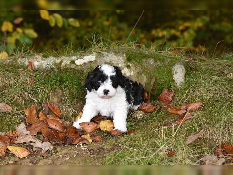 Verzaubernde Maltipoo Welpen F1