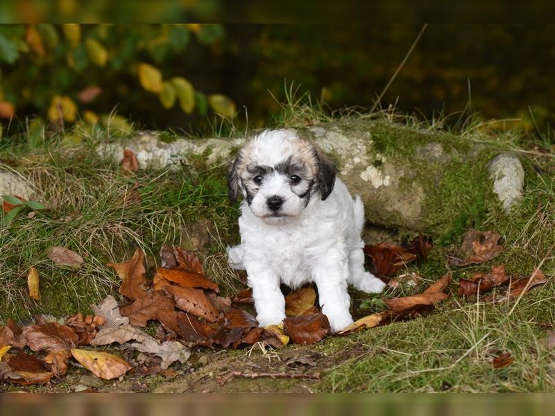 Verzaubernde Maltipoo Welpen F1