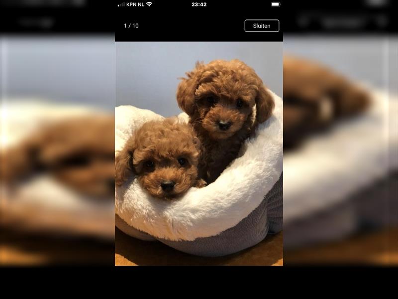 Sehr schöne und gesunde Maltipoo Welpen